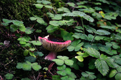 Russula
