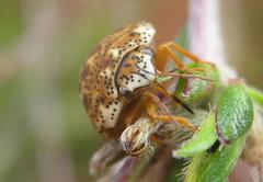 Sphaerocoris testudogrisea