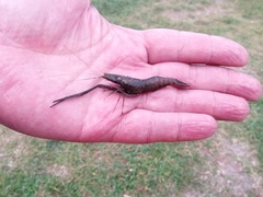 Macrobrachium nipponense