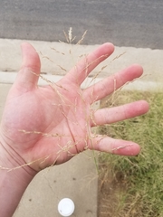 Eragrostis cilianensis