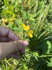 Lotus corniculatus