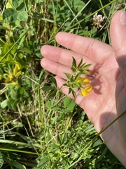 Lotus corniculatus