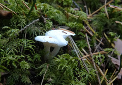 Hygrophorus piceae