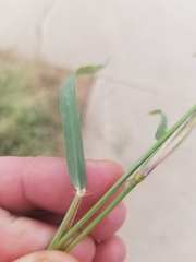 Eragrostis cilianensis