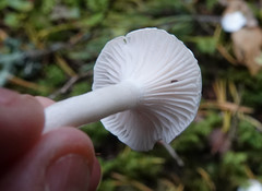 Hygrophorus piceae
