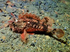 Scorpaena sumptuosa