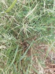 Eragrostis cilianensis