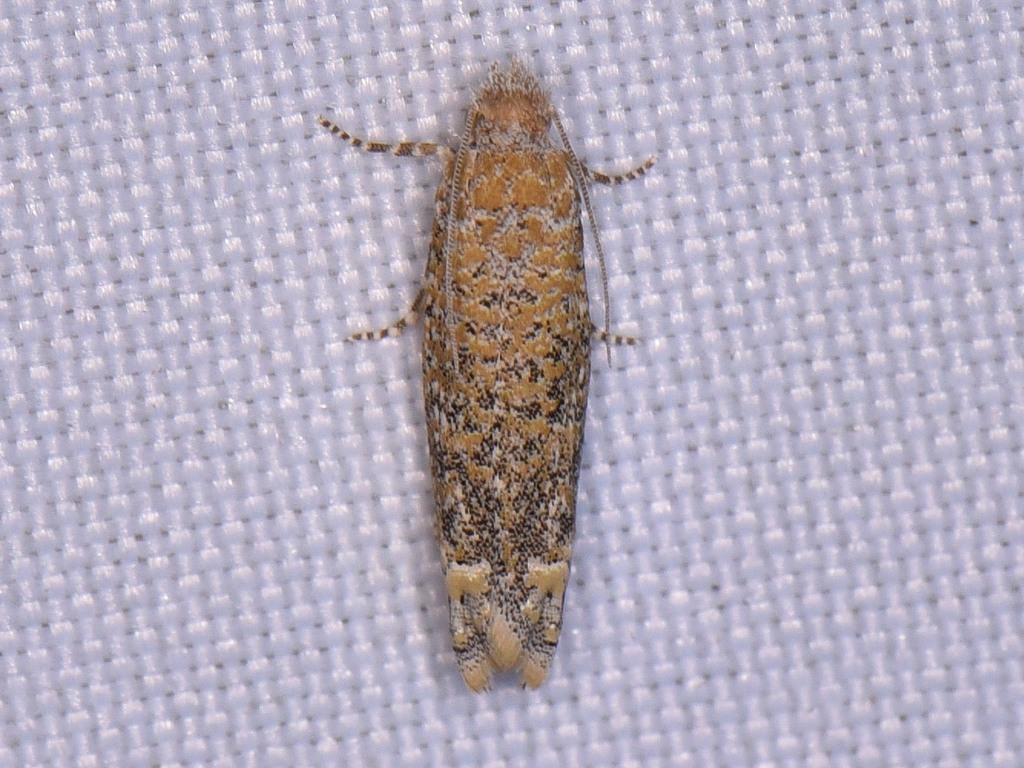 Pelochrista comatulana