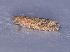 Pelochrista comatulana