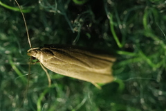 Acompsia cinerella