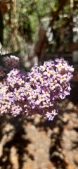 Buddleja salviifolia
