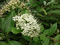 Pavetta indica
