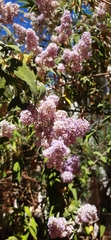 Buddleja salviifolia