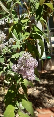 Buddleja salviifolia