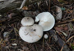 Tephroleuci