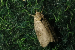 Nycteola asiatica