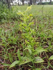 Habenaria jaliscana