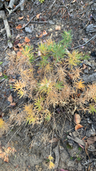 Leptosiphon nuttallii