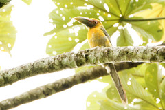 Pteroglossus bailloni