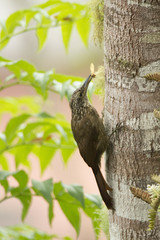 Xiphocolaptes albicollis