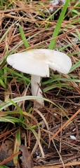 Zhuliangomyces illinitus