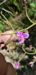 Thyrsanthemum floribundum