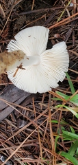Zhuliangomyces illinitus