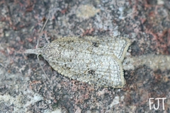 Sparganothoides
