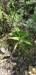 Thyrsanthemum floribundum