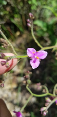 Thyrsanthemum floribundum