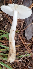 Zhuliangomyces illinitus