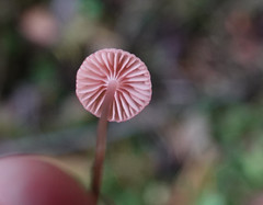 Mycena rosella