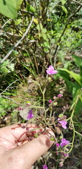 Thyrsanthemum floribundum