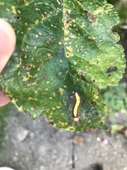 Pterygota