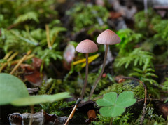 Mycena rosella