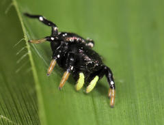 Heliophanus orchesta