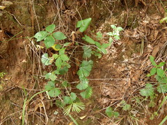 Actiniopteris radiata