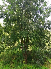 Salix caprea