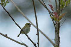 Hemitriccus nidipendulus