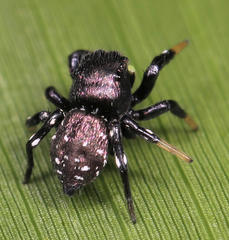 Heliophanus orchesta