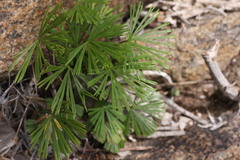 Actiniopteris radiata