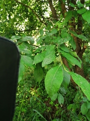 Salix caprea