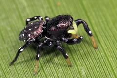 Heliophanus orchesta