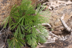 Actiniopteris radiata