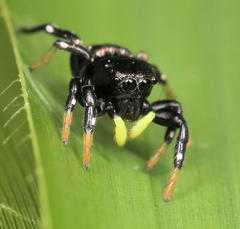 Heliophanus orchesta
