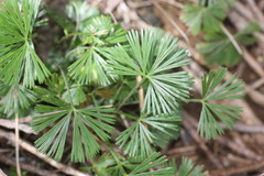 Actiniopteris radiata