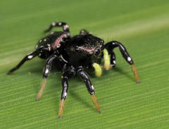 Heliophanus orchesta