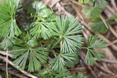 Actiniopteris radiata