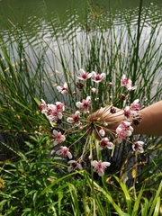 Butomus umbellatus
