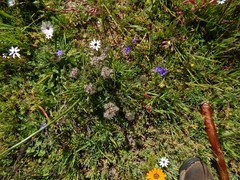 Lobostemon capitatus